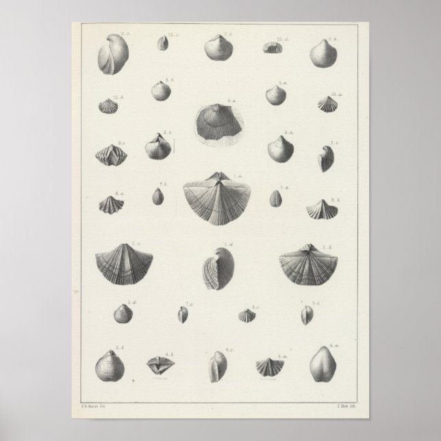 X Carboniferon Poster (Vorne)