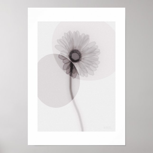 X-ray Botanical Art - Gerbera Poster (Vorne)