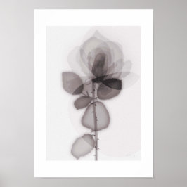 X-ray Botanical Art - Rose Poster