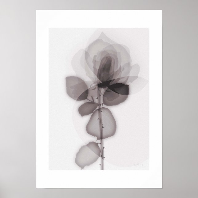 X-ray Botanical Art - Rose Poster (Vorne)