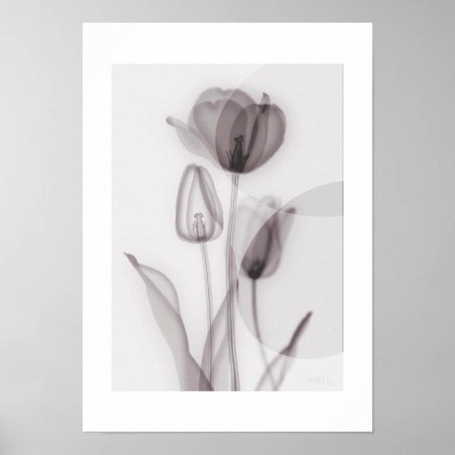  X-ray Botanical Art - Tulip Poster (Vorne)