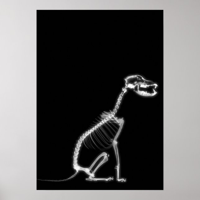 X-RAY PUPPY DOG SKELETON SITTING - B&W POSTER (Vorne)