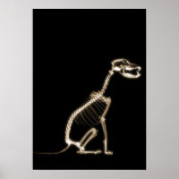 X-RAY PUPPY DOG SKELETON SITTING - SEPIA