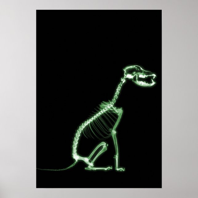 X-RAY PUPPY DOG SKELETON SITZEN - GRÜNE POSTER (Vorne)