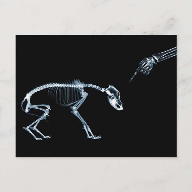 X-Ray Skeletons Bad Dog Blue Postkarte (Vorderseite)