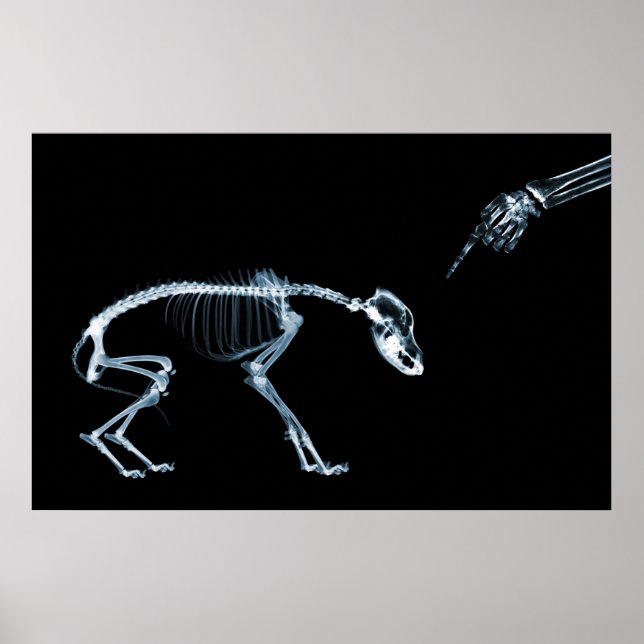 X-Ray Skeletons Blue Bad Dog Poster (Vorne)
