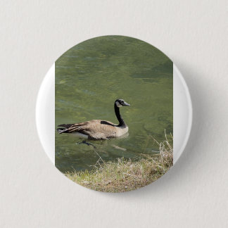 xcvdvdf button