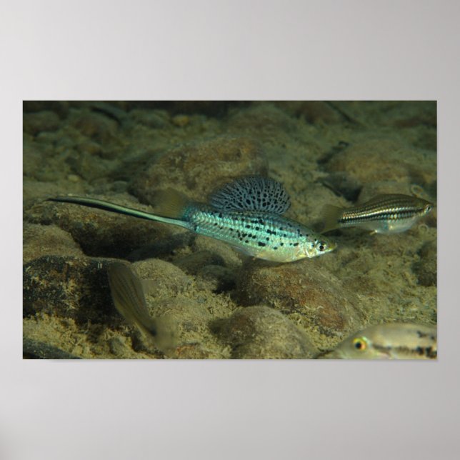 Xiphophorus montezumae - Montezumae Schwertschwanz Poster (Vorne)