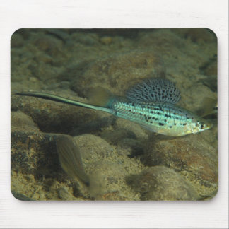 Xiphophorus montezumae - Montezumae Swordtail Mousepad