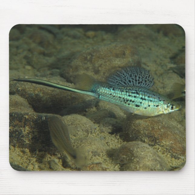 Xiphophorus montezumae - Montezumae Swordtail Mousepad (Vorne)