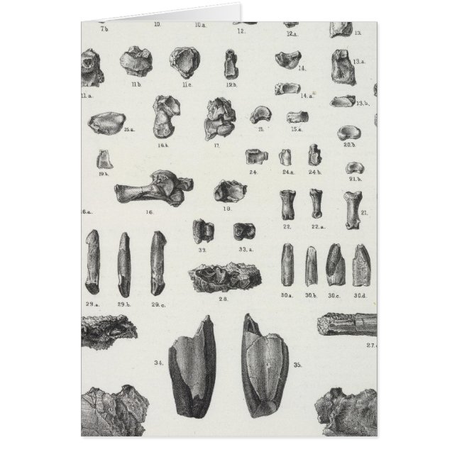 XL Tomitherium, Esthonyx, Ectoganus (Vorne)