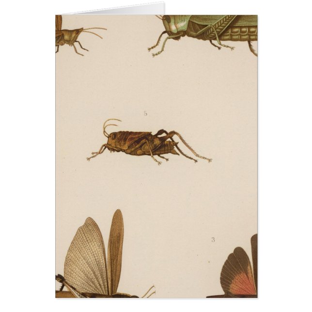 XLIII Acridium, Tomonotus, Pedioscertetes (Vorne)