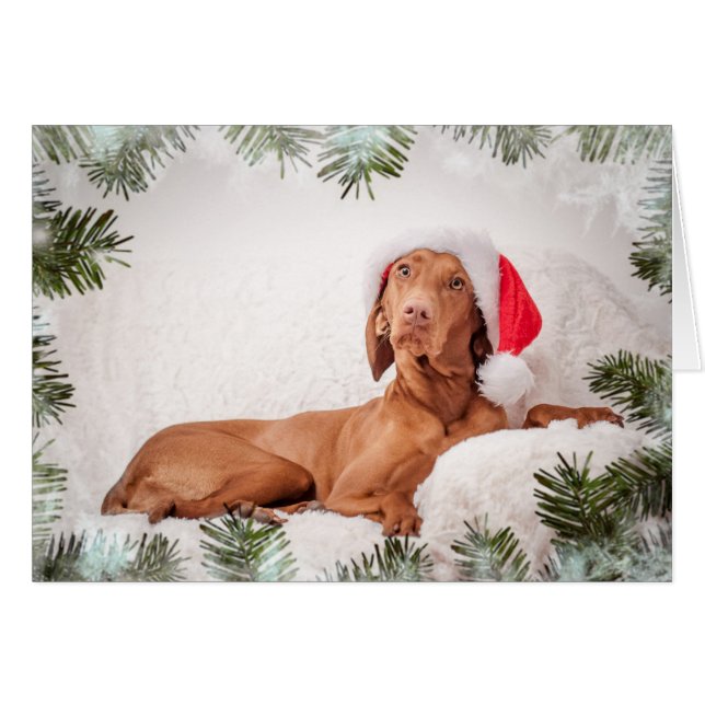 Xmas Card / Christmas Card "Magyar Vizsla" (Vorderseite (Horizontal))