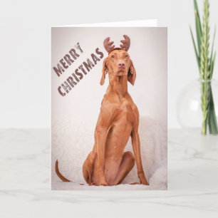 Xmas Card / Christmas Card "Magyar Vizsla" Feiertagskarte