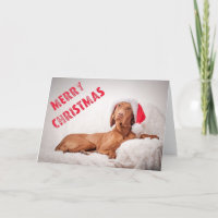 Xmas Card / Christmas Card "Magyar Vizsla"