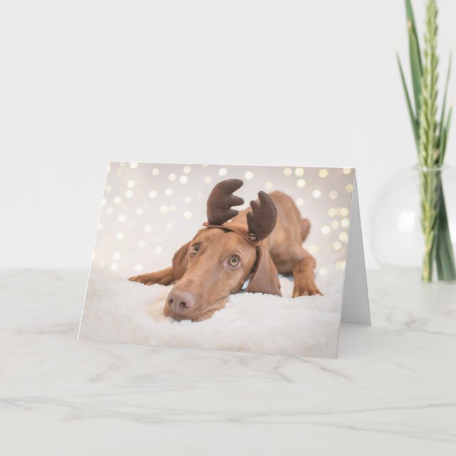Xmas Card / Christmas Card "Magyar Vizsla" Feiertagskarte (Vorderseite)