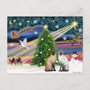 Xmas-Magie - Zwei siamesische Katzen (Seal + Choc) Feiertagspostkarte