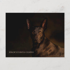 Xoloitzcuintle Postcard Postkarte