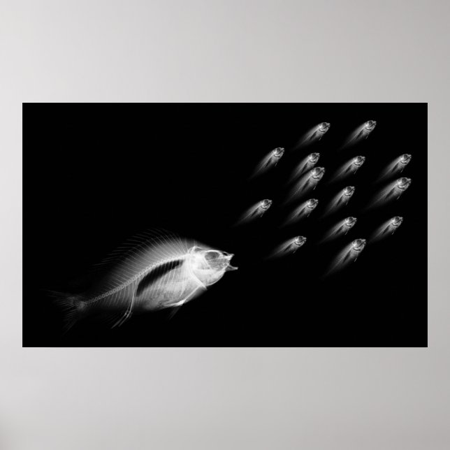 XRAY FISH CHASE BLACK GRAU POSTER (Vorne)