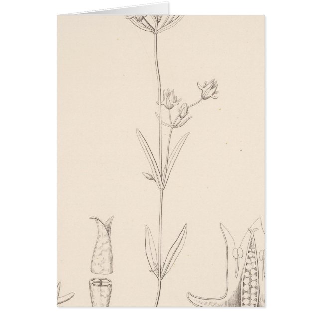 XXI Halenia rothrockii (Vorne)