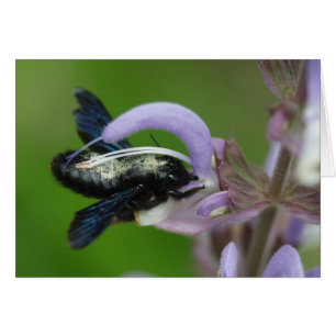 Xylocopa