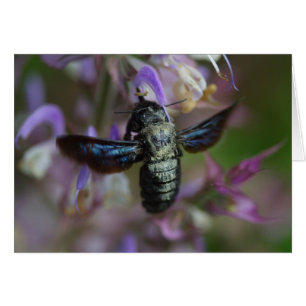 Xylocopa