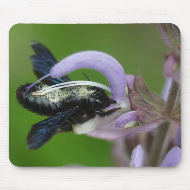 Xylocopa Mousepad (Vorne)