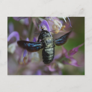 Xylocopa Postkarte