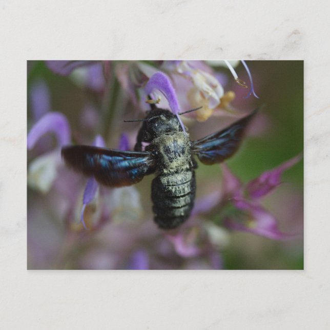 Xylocopa Postkarte (Vorderseite)