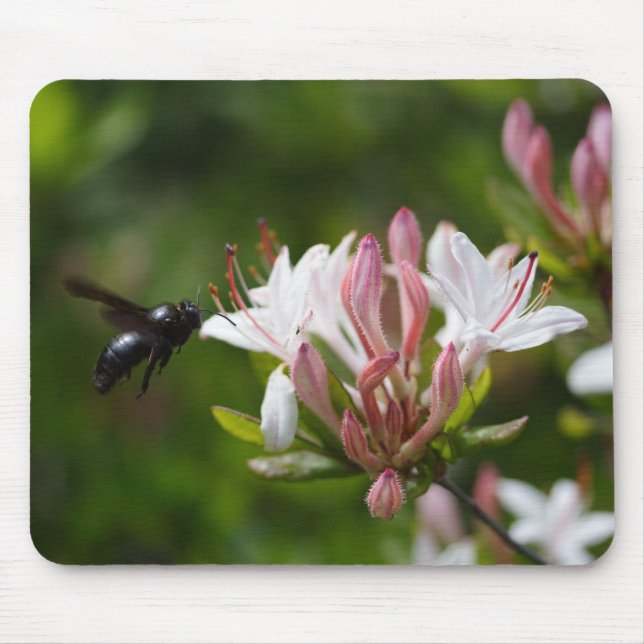 Xylocopa violacea mousepad (Vorne)