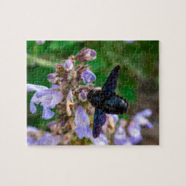 Xylocopa violacea puzzle