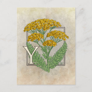 Y für die Yarrow Blume Alphabet Postkarte