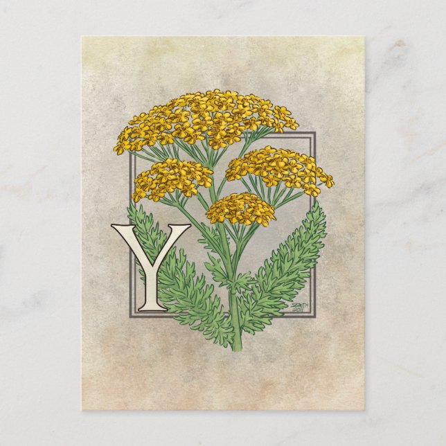 Y für die Yarrow Blume Alphabet Postkarte (Vorderseite)