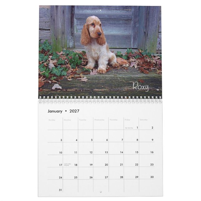 Y-Knoten Englisch-Cocker spaniel-Kalender Kalender (Jan 2027)
