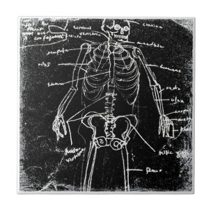 Yaie Tokyo Human Skeleton Anatomy Fliese