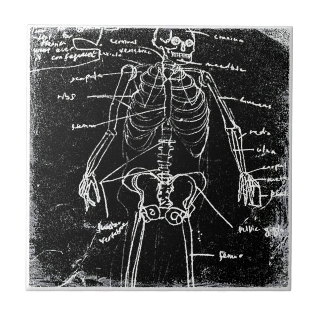 Yaie Tokyo Human Skeleton Anatomy Fliese (Vorderseite)