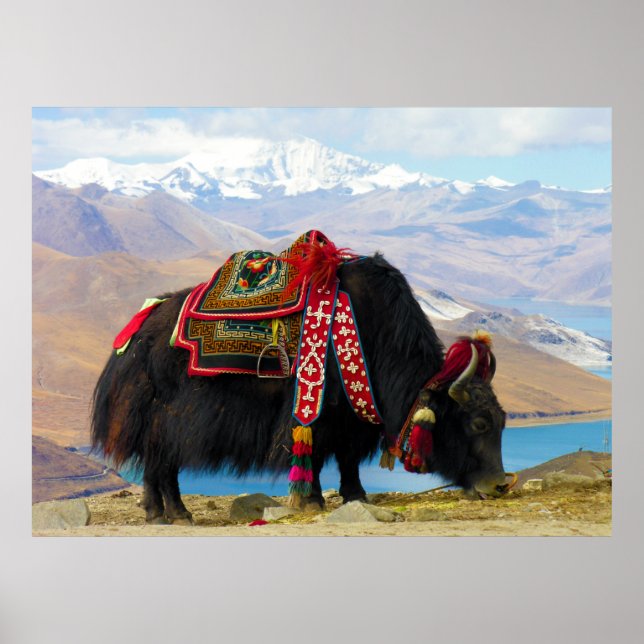 Yak Bos Grunniens nahe dem Yamdrok See Tibet Poster (Vorne)