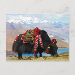 Yak Bos Grunniens nahe dem Yamdrok See Tibet Postkarte