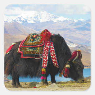 Yak Bos Grunniens nahe dem Yamdrok See Tibet Quadratischer Aufkleber