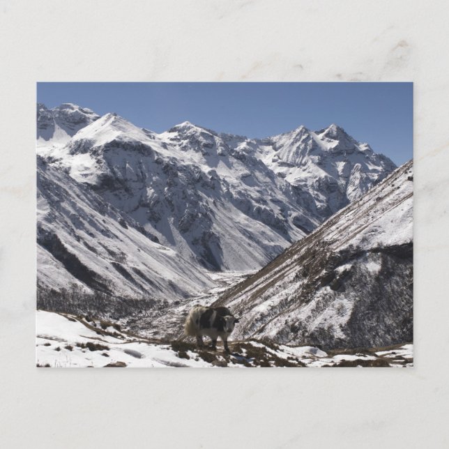 Yak in der Nähe des Berges Jhomolari, Jangothang J Postkarte (Vorderseite)