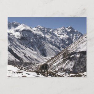 Yak in der Nähe des Berges Jhomolari, Jangothang J Postkarte