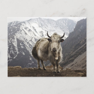Yak in Nepal Postkarte