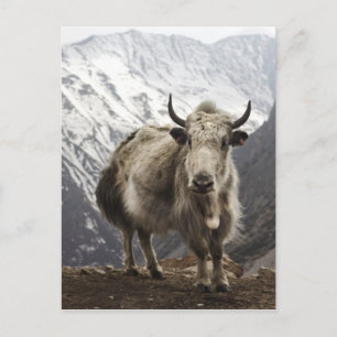 Yak in Nepal Postkarte