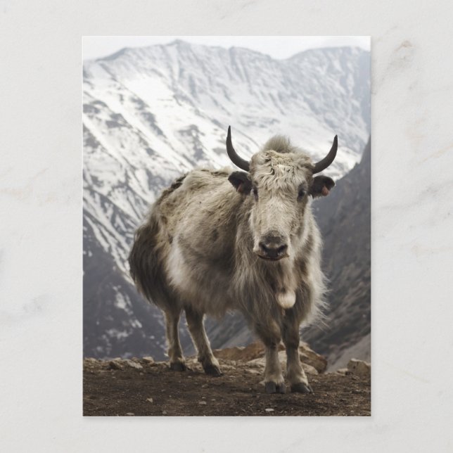 Yak in Nepal Postkarte (Vorderseite)