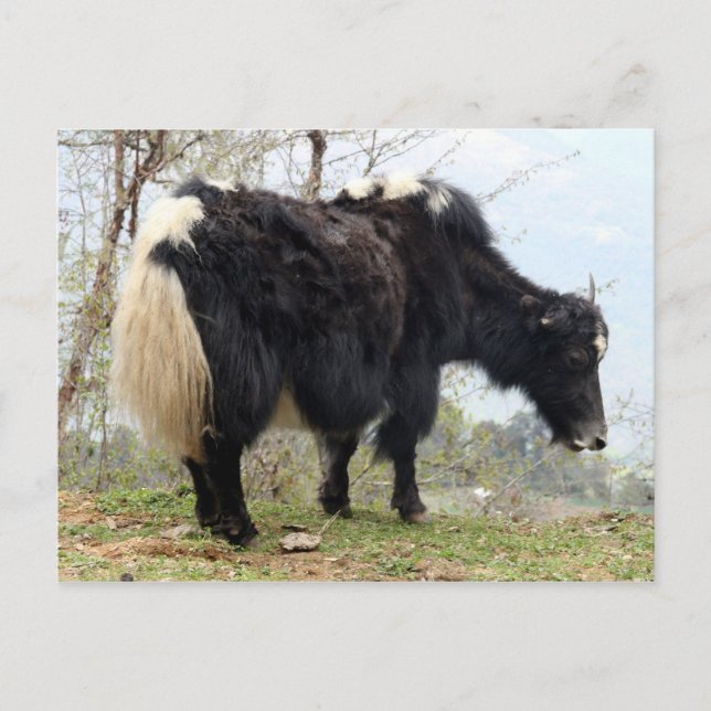 Yak Postkarte (Vorderseite)
