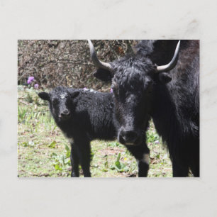 Yak und Kalb Postkarte