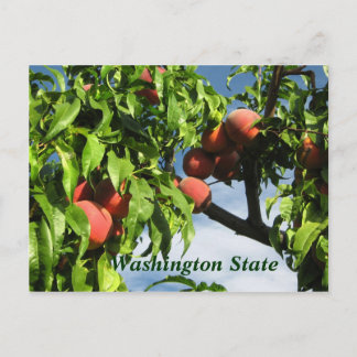 Yakima Valley Peaches, Washington Staat. Postkarte