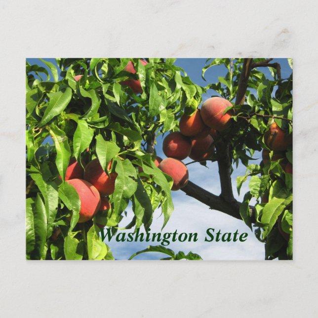 Yakima Valley Peaches, Washington Staat. Postkarte (Vorderseite)