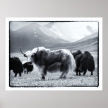 Yaks - Der Himalaya