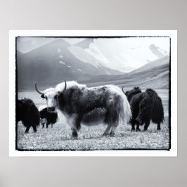 Yaks - Der Himalaya Poster